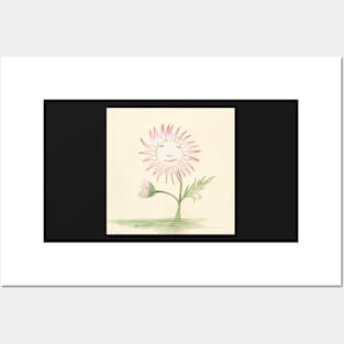 Chrysanthemum by Charles Demuth - botanical illustration Posters and Art